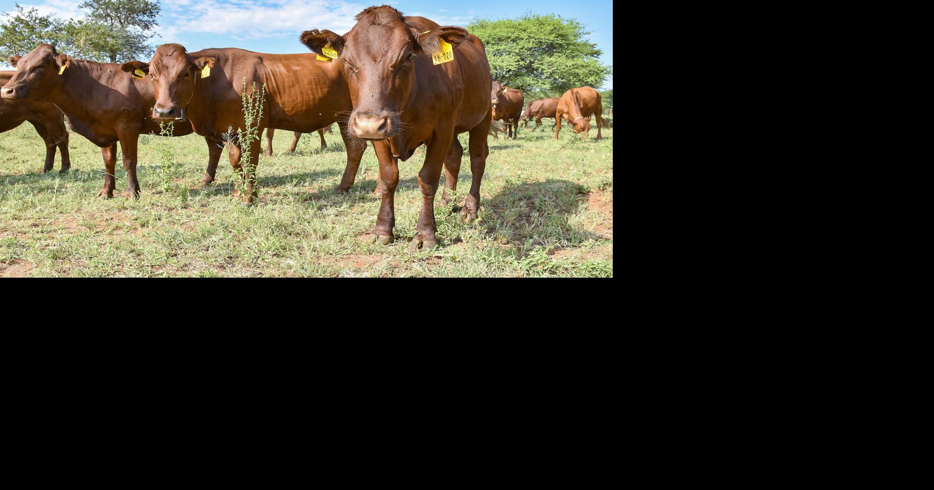 Beef cattle in field