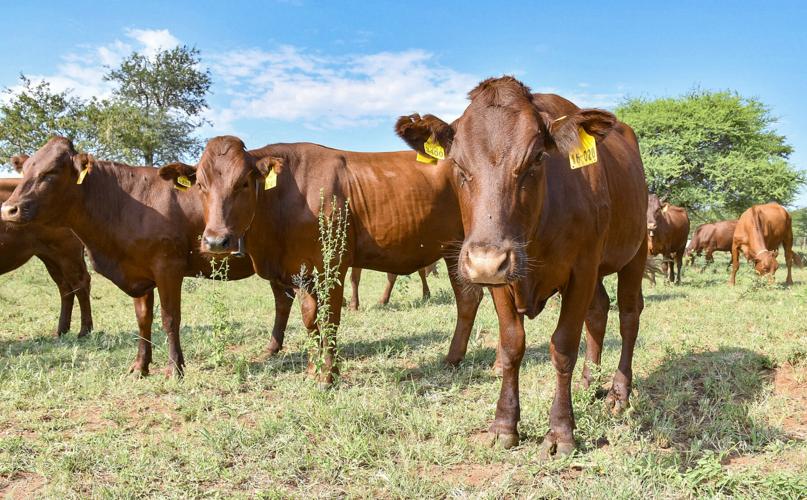 Beef cattle in field