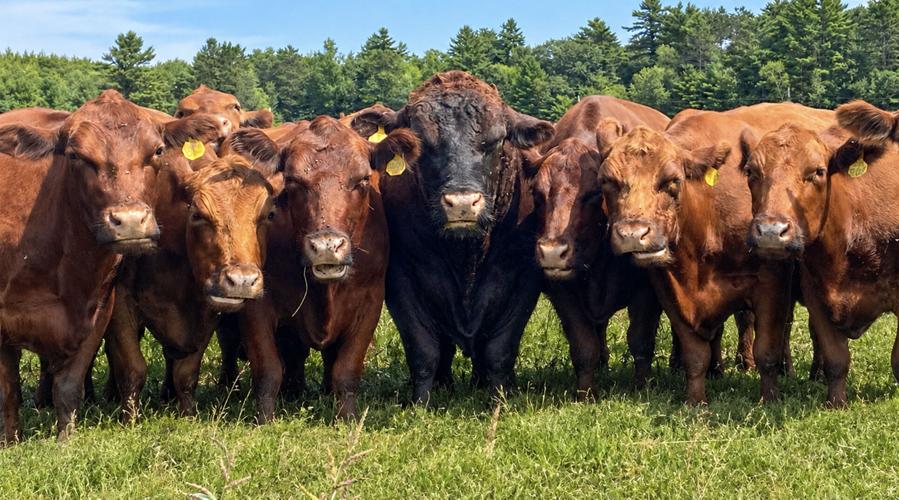 Beef cattle