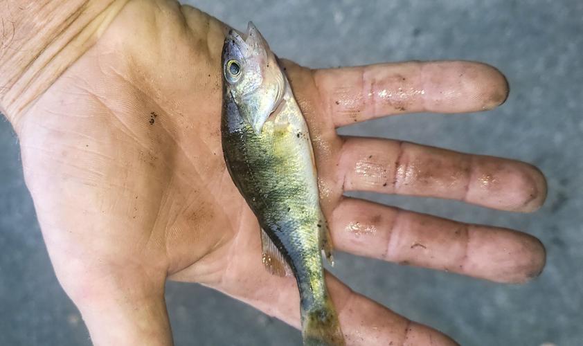 Perch