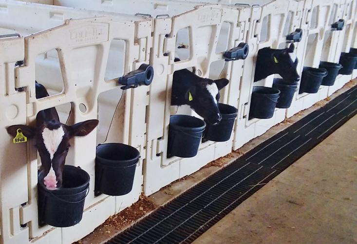 Holstein calves feed from buckets