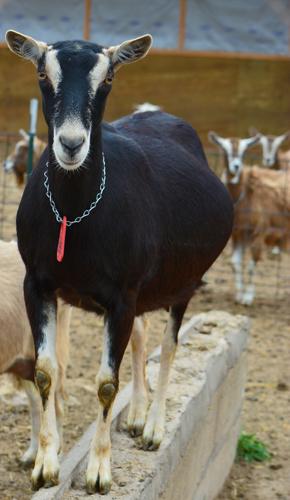 Pregnant doe