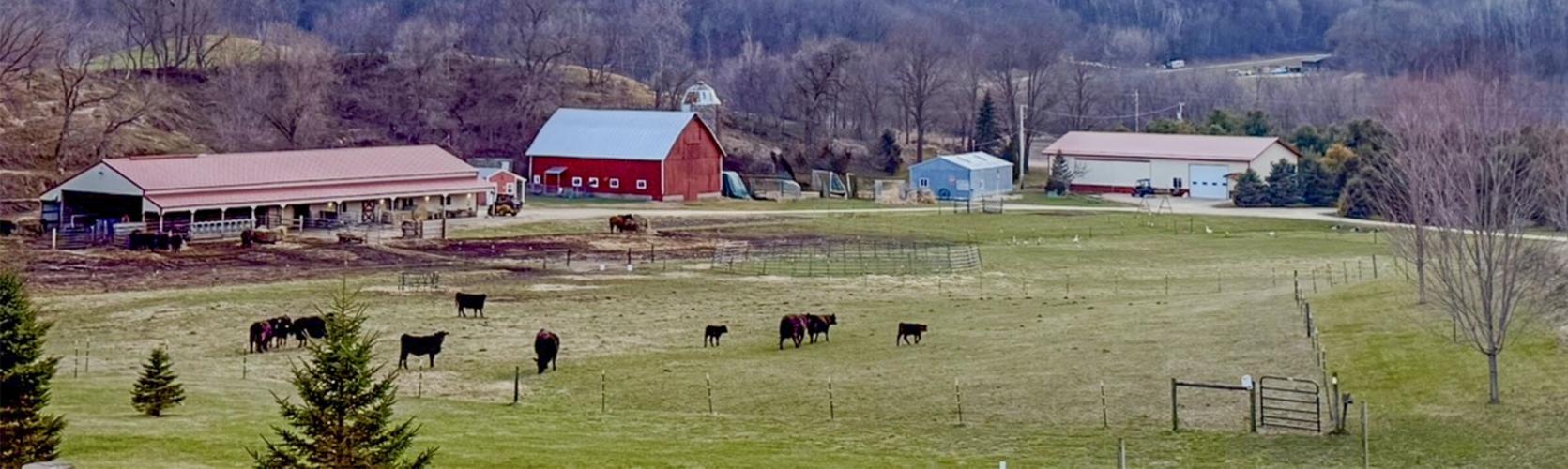 Beef cattle in field
