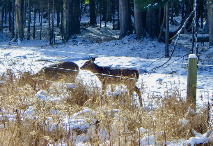 Deer