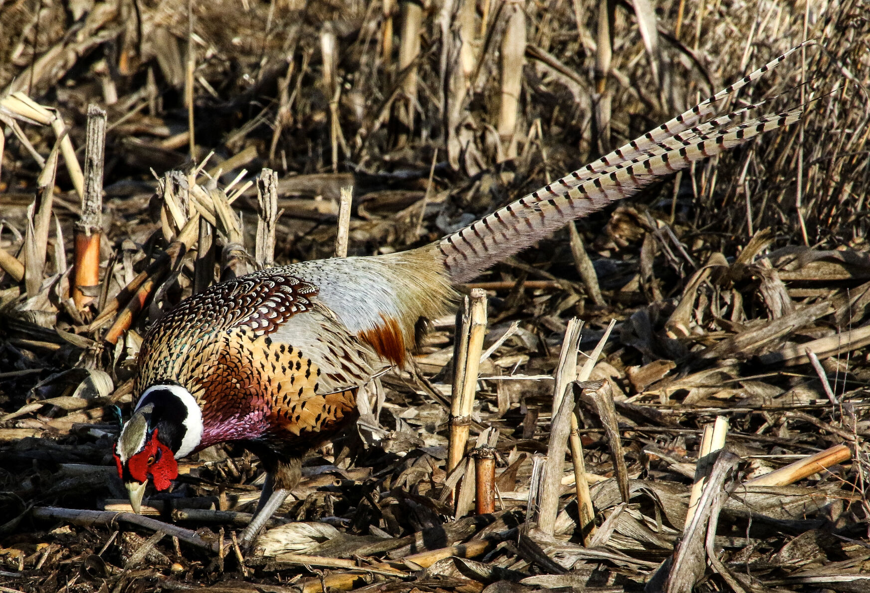 Pheasant