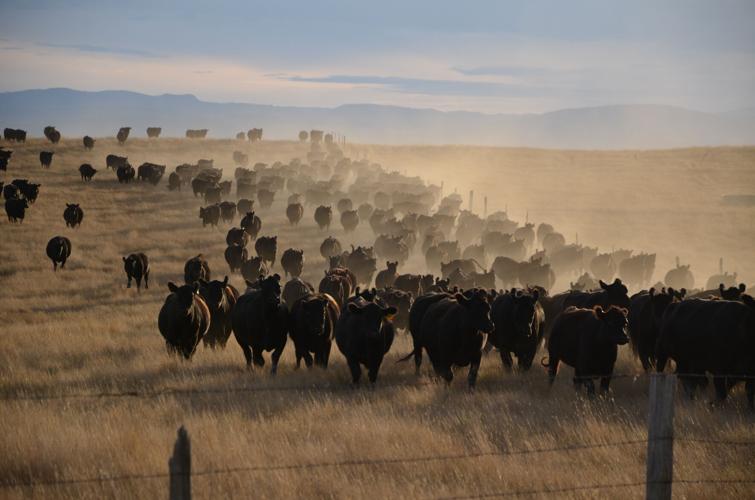 Bliar Brothers Angus (2).jpg