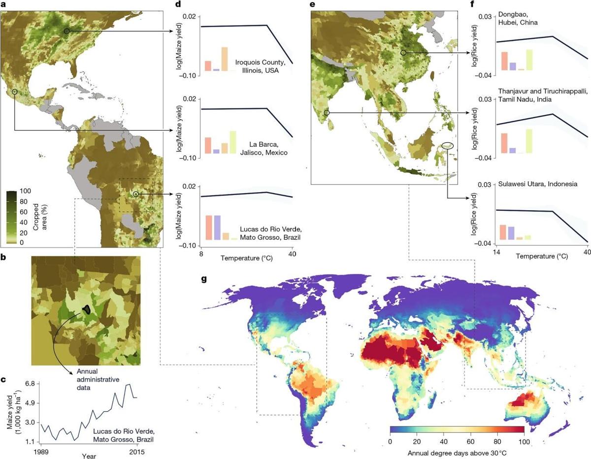 Global warming exceeding 2 degrees Celsius warmer than the 2001-2010 average would likely cut global food-production capacity from six staple crops by nearly a quarter.