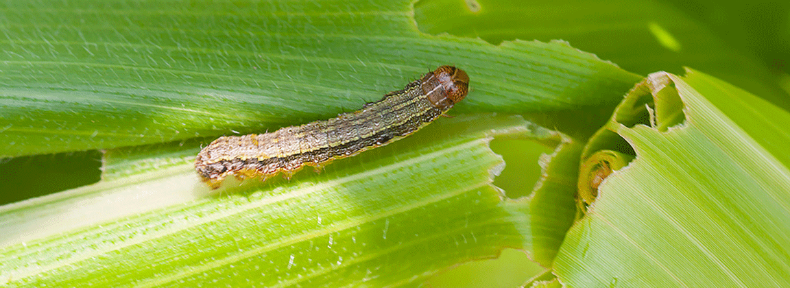 fall armyworm