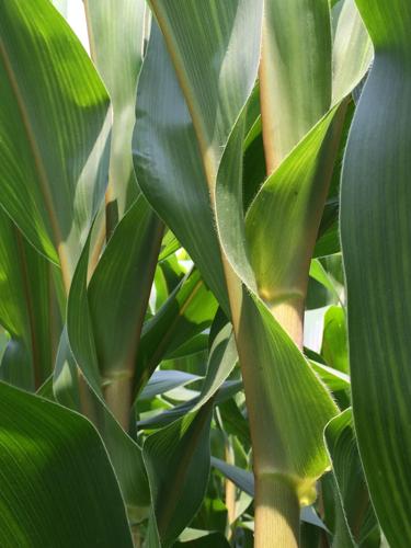 BMR corn