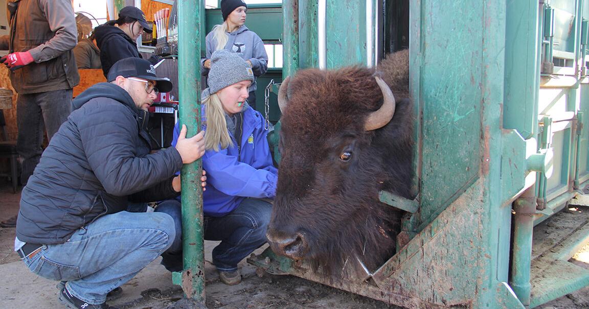 Jackrabbits lead the charge in bison research, education