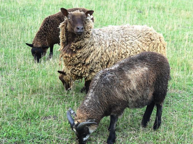 Shetland sheep grazing