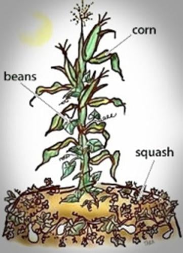 Three sisters planting