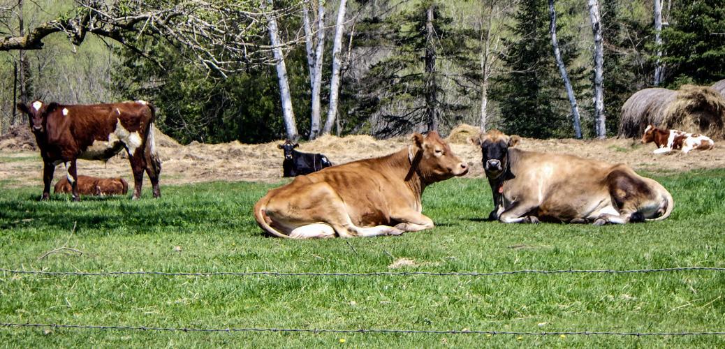 Cows