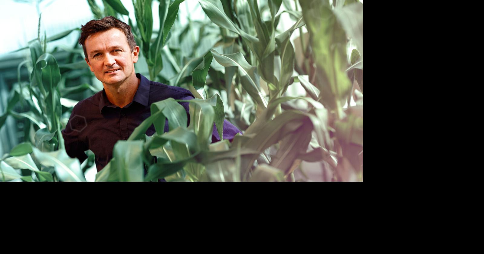 Too good to be true? Proteinpacked popcorn is also good for your gut