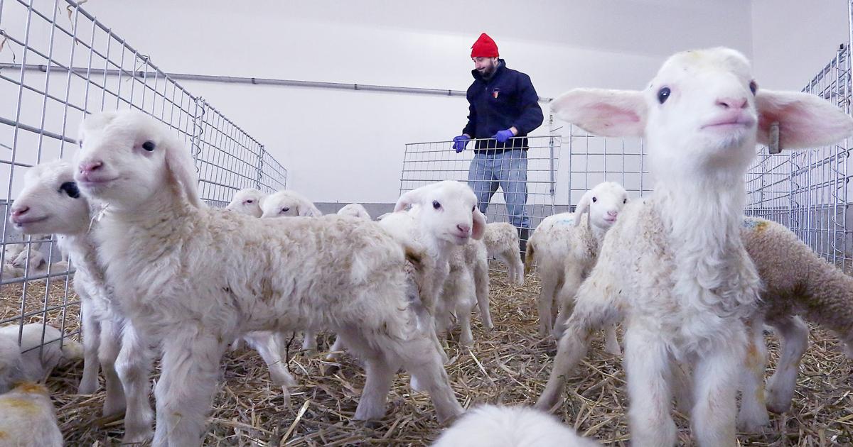 Abstack Sheef Assaf sheep to be 'absolutely transformative'
