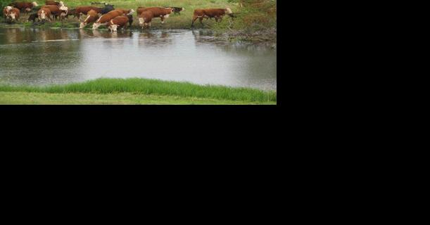 Cattle drinking