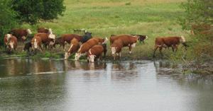 Problems differ with muddy water, salty water