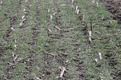 field with cover crops