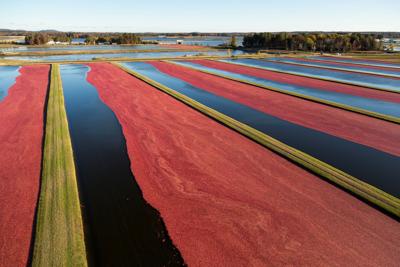 Cranberry beds in Wisconsin