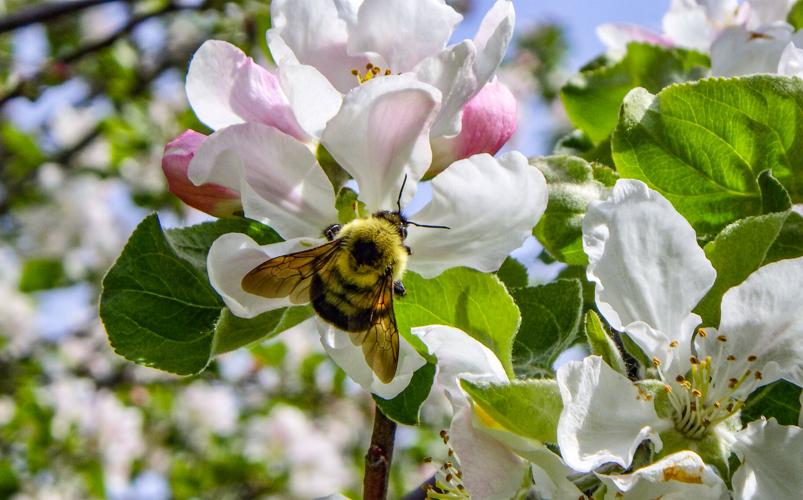 Apple blossoms with bee