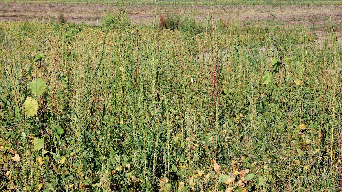 Palmer amaranth
