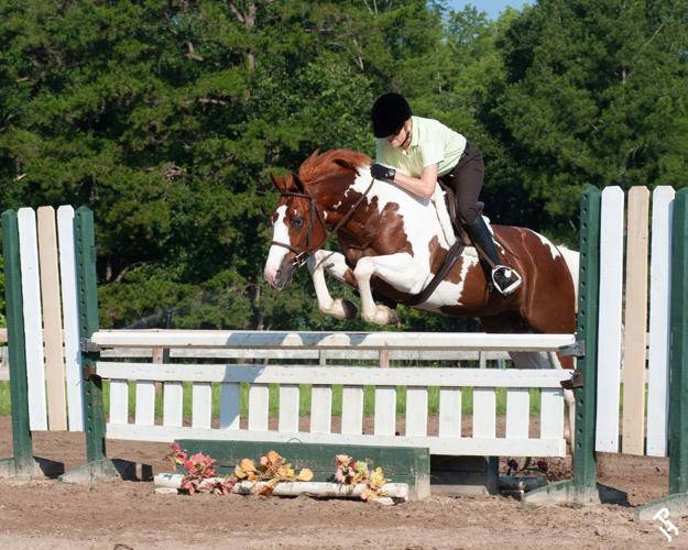 Horse Breeds American paint 4.jpg