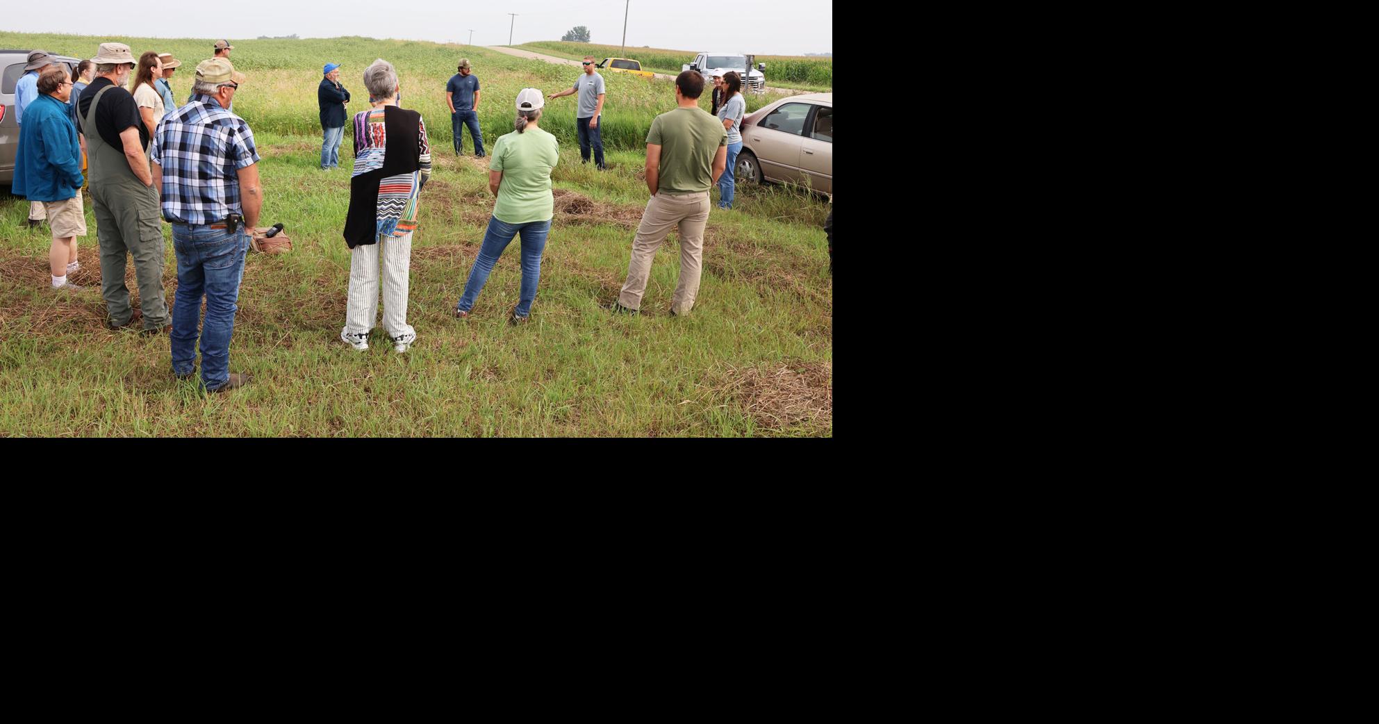 Bringing small grains back to Minnesota