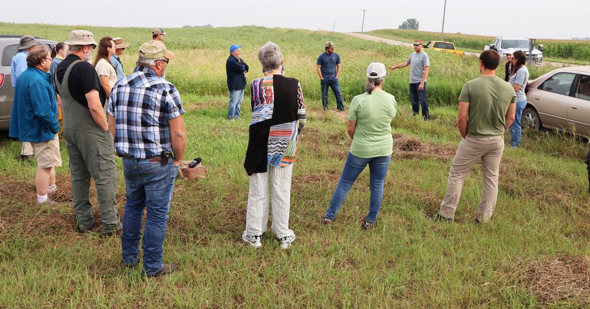 Bringing small grains back to Minnesota