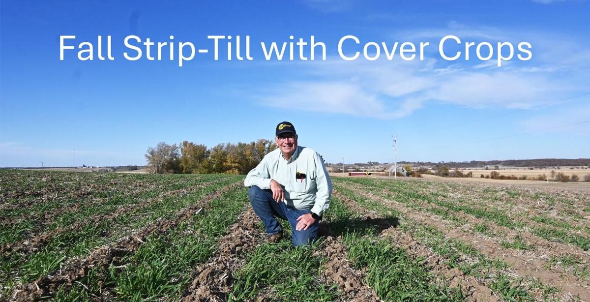 Strip till