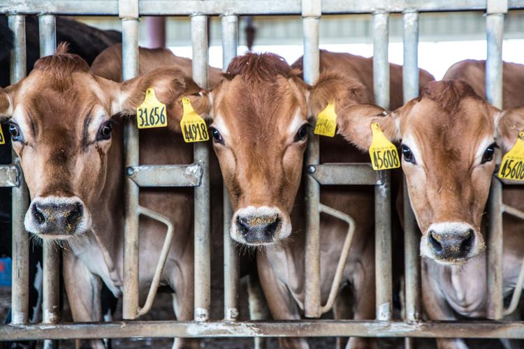 Midwest Dairy ID13108 - Three cows in headlocks.jpg