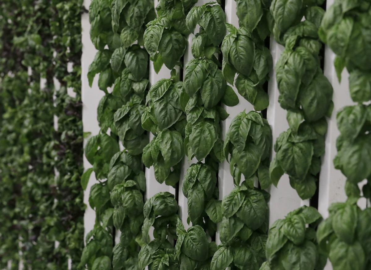 People Power Costs Keep Indoor Farming Down To Earth