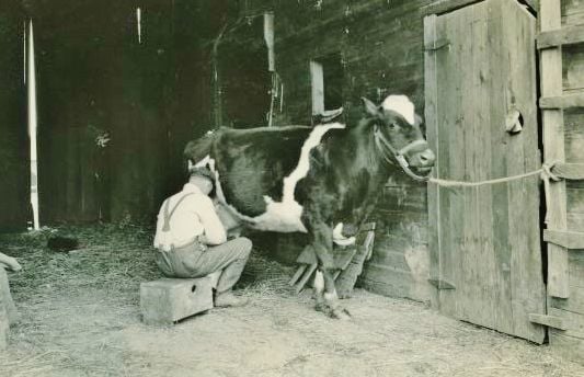 A man milks a cow inside a barn on an Ament farm.
