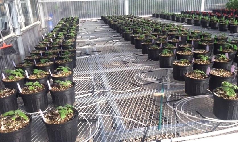 Potatoes in greenhouse trials