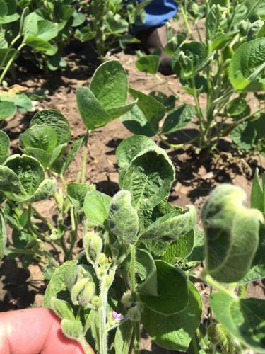 cupped leaves, evidence of dicamba drift damage