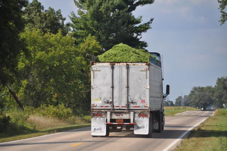 Green beans on the road