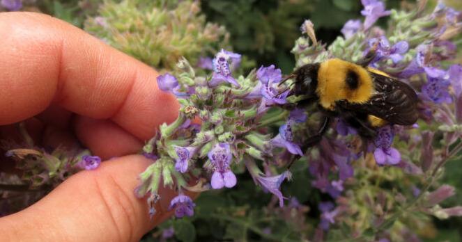Hardy pollinating plants identified