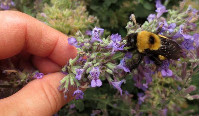 Bee on flower