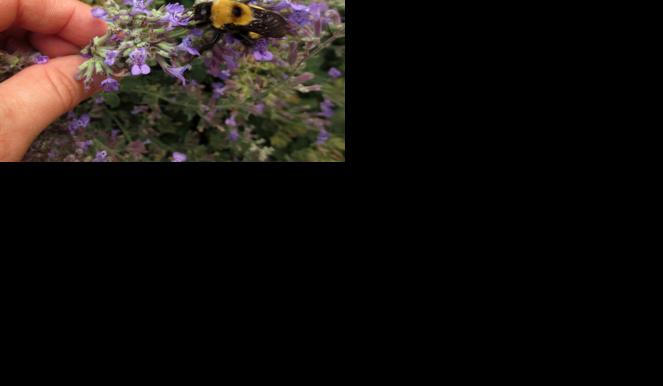 Bee on flower
