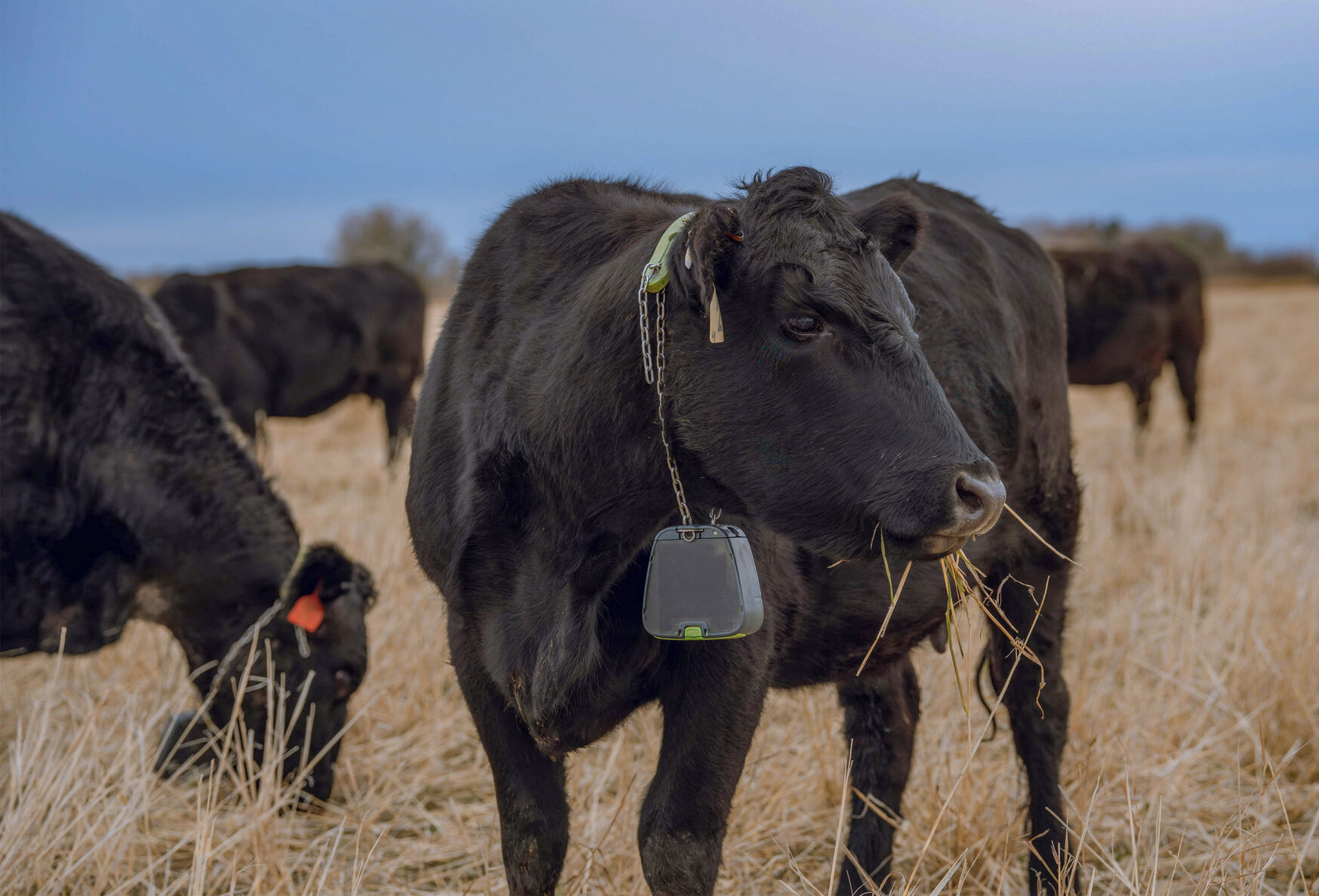 Beef cattle in field