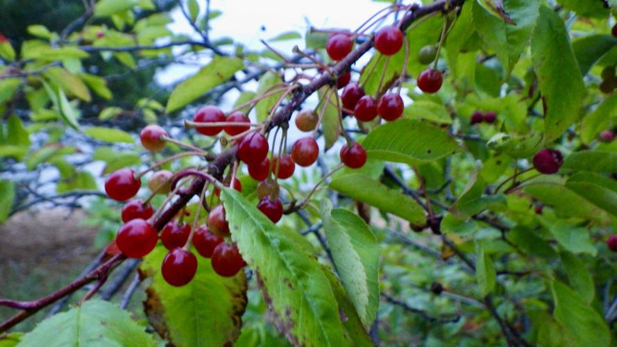 Cherries
