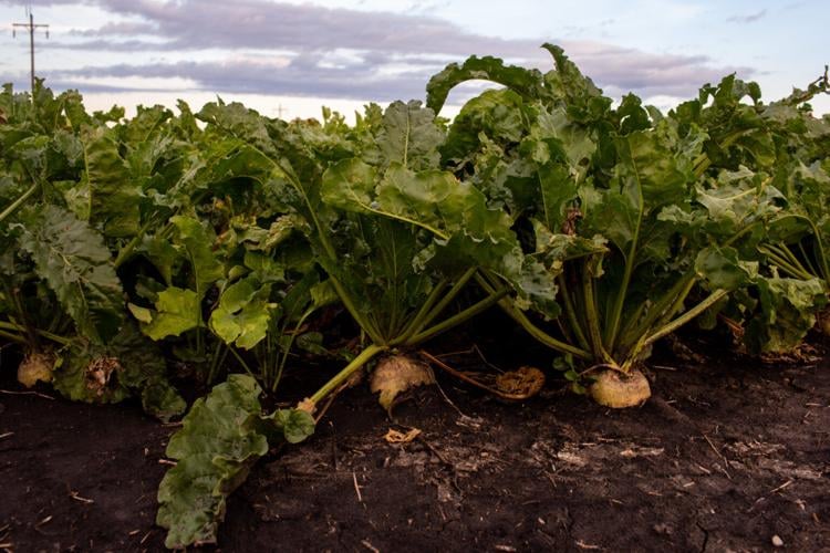 MN Sugar beets 6.jpg