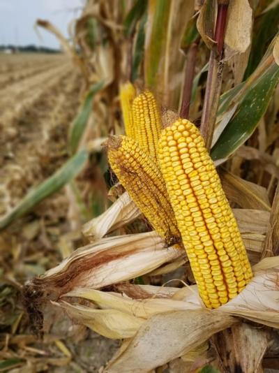 Corn at harvest