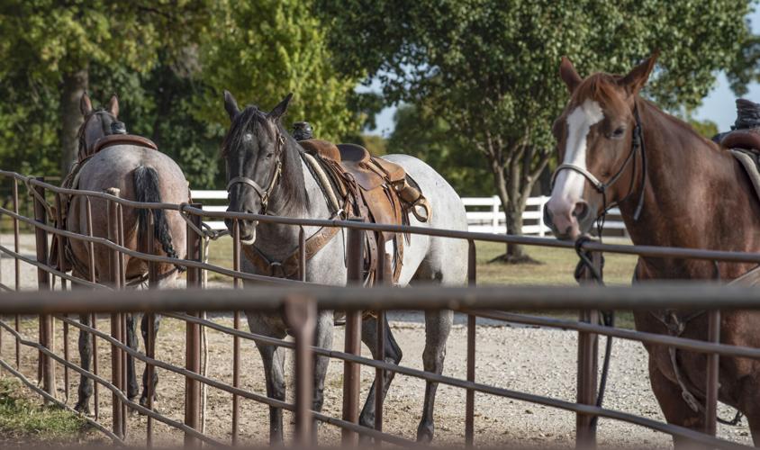 Horses at hitching rail