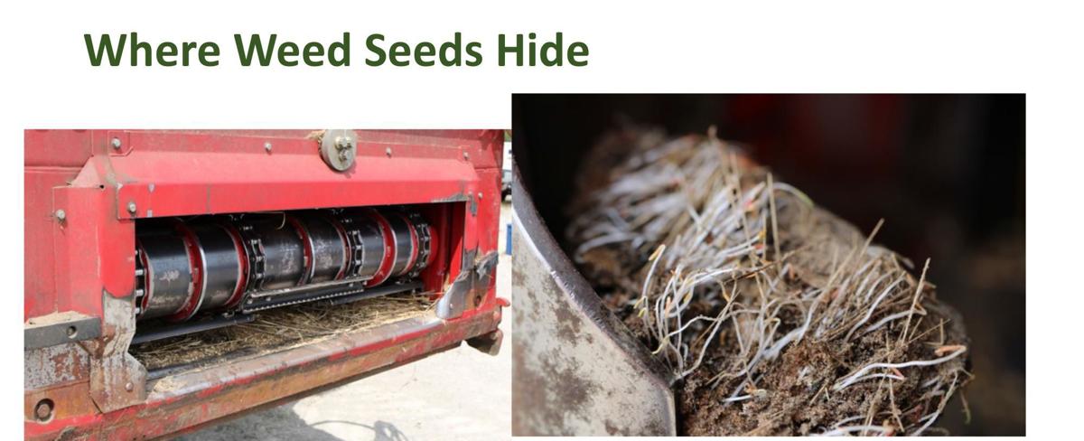 Where Weed Seeds Hide