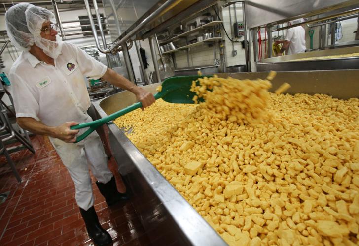 Maple Leaf Cheesemakers employee working with Cheddar