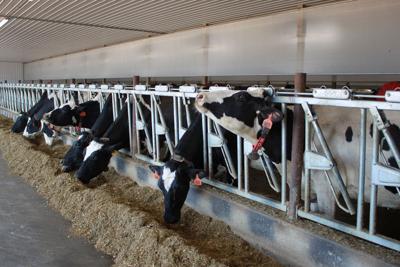 Cows in robotic barn