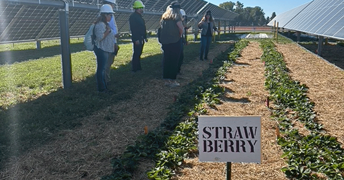 Researchers experiment with agrivoltaics