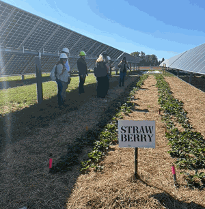 agrivoltaics iowa state strawberries