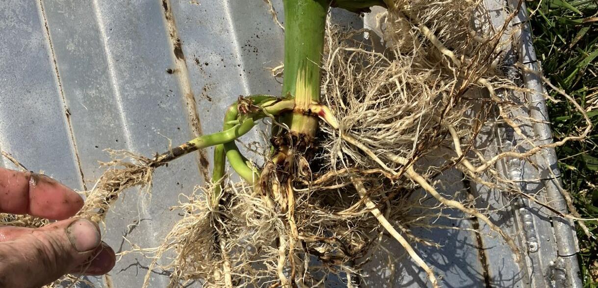 Corn rootworm feeding