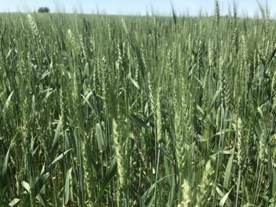 Sow And Grow With Sara An Introduction And Thoughts On Wheat Head